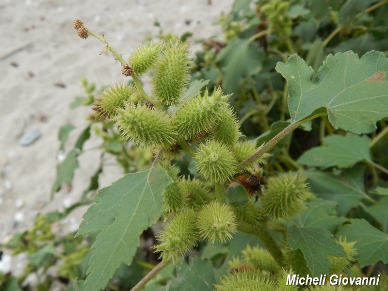 Parco del Ticino : incontri del 12/9/15